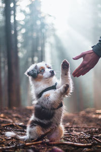 Cute blue merle, australian shepherd puppy is learning new commands. paw submission