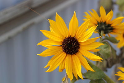 Close-up of yellow flower