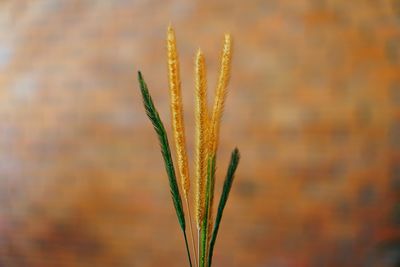 Close-up of stalks against blurred background