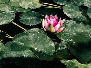Close-up of lotus water lily in pond