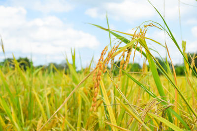 Close-up of crops growing on field against sky