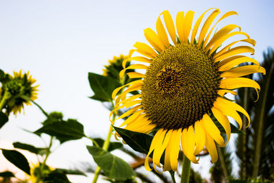 Close-up of sunflower blooming outdoors