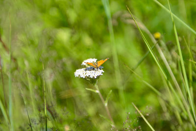 Close-up of butterfly pollinating on flower