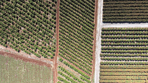 Full frame shot of vineyard