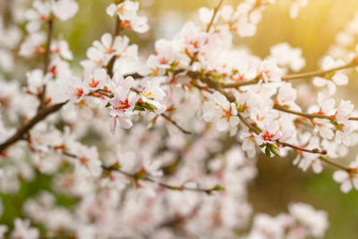 Blooming tender cherry closeup, floral white branch of sakura bush at springtime under sunlight