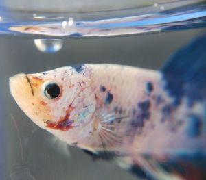 Close-up of fish swimming in sea