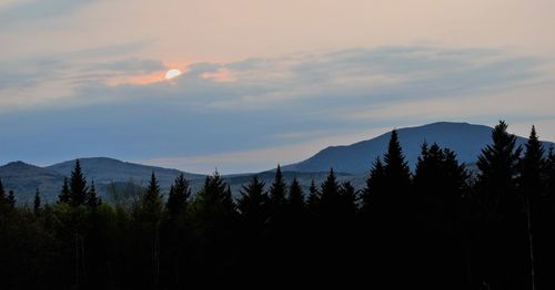 Silhouette trees against sky during sunset