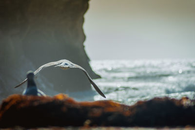 Seagull swimming over sea against sky