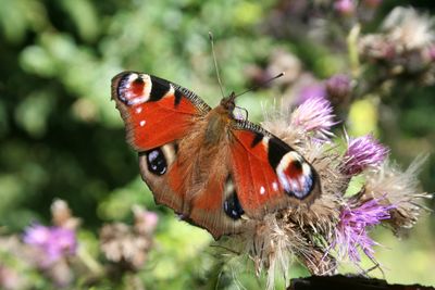 Close-up of butterfly pollinating on purple flower