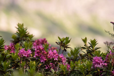 Close-up of flowers