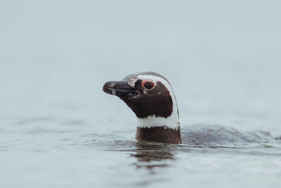 Close-up of penguin swimming in sea