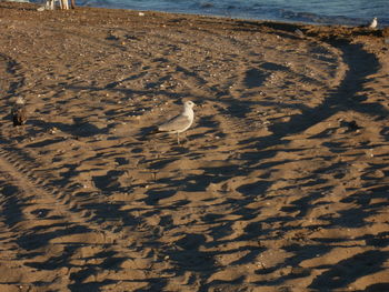 High angle view of crab on sand at beach