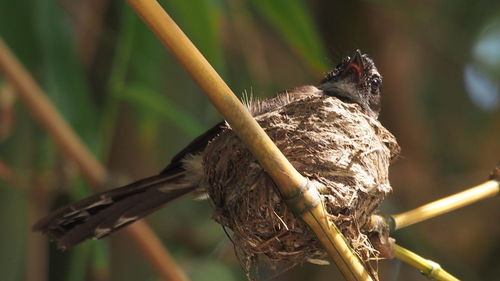 Close-up of bird perching on branch
