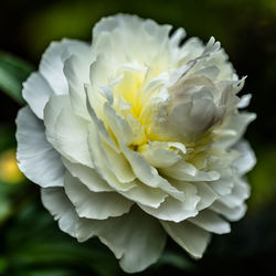 Close-up of white flowers