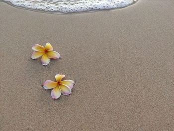 High angle view of flowering plant on sand