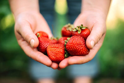 Cropped hand holding strawberries