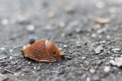 Close-up of snail on road