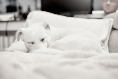 Close-up of a dog resting on bed at home