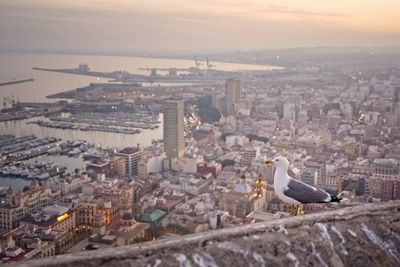Panoramic view of alicante city with a seagull in the foreground