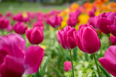 Close-up of pink tulips blooming outdoors