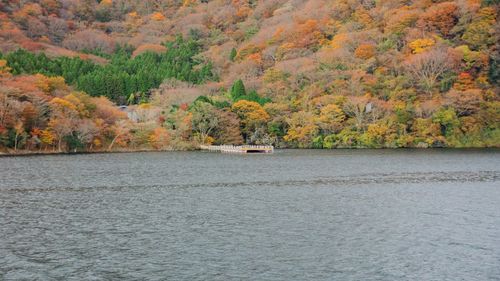 Scenic view of river in forest during autumn