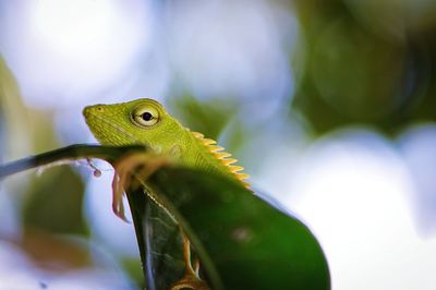 Close-up of a lizard