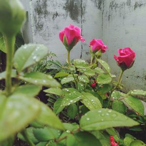 Close-up of pink rose