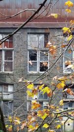 Ivy growing on building