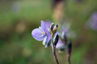 Close-up of purple flowering plant