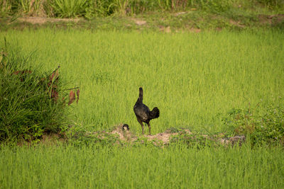 Bird in a field