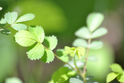 Close-up of green leaves on plant in field