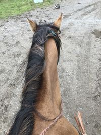 High angle view of a horse