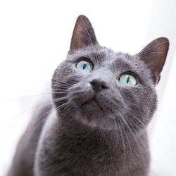 Close-up of shorthair cat against white background