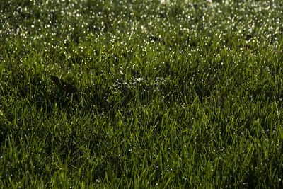 Full frame shot of wet grass on field