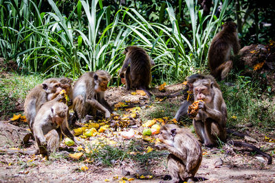 Monkeys feeding on field