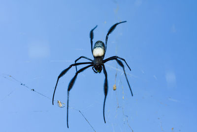 Close-up of spider