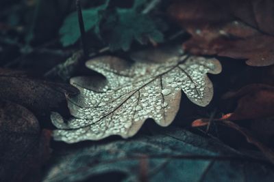 Close-up of dry maple leaves