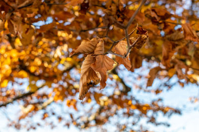 Low angle view of maple leaves on tree during autumn