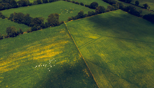 High angle view of green landscape