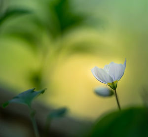 Beautiful white wood sorrel flowers blooming on a forest ground. shallow depth of field. 