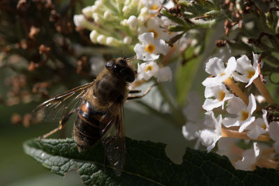 Close-up of insect on flower
