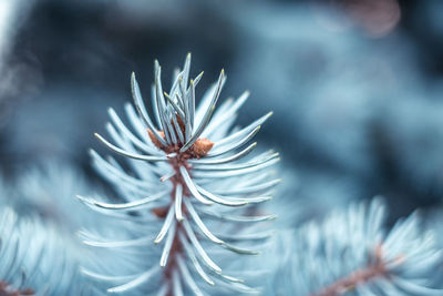 Blue spruce branches close view