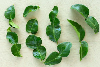 High angle view of leaves on table