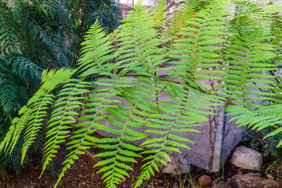 High angle view of fern leaves on field