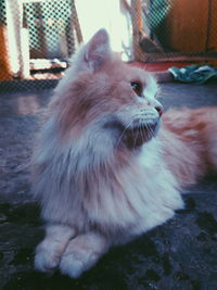 Close-up of cat sitting outdoors