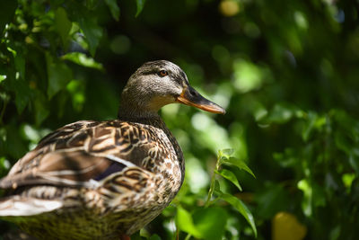 Close-up of a bird