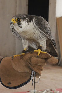 Close-up of owl perching