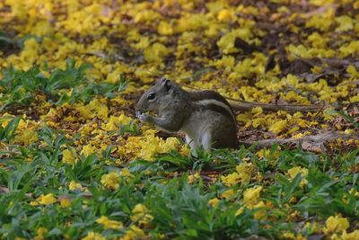 Squirrel on rock