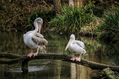 Birds perching on a water