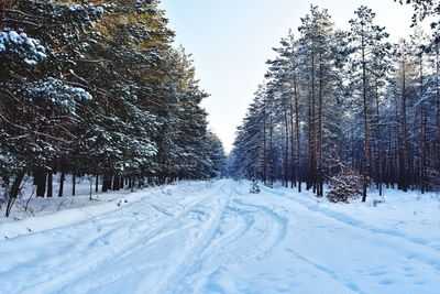 Trees on snow covered field against sky